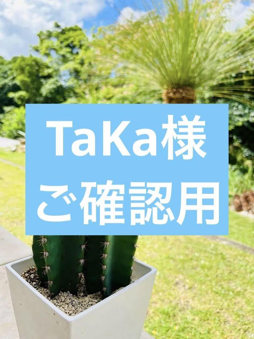 Amazon.co.jp: 柱サボテン 鬼面角 とげあり 2本立て インテリア